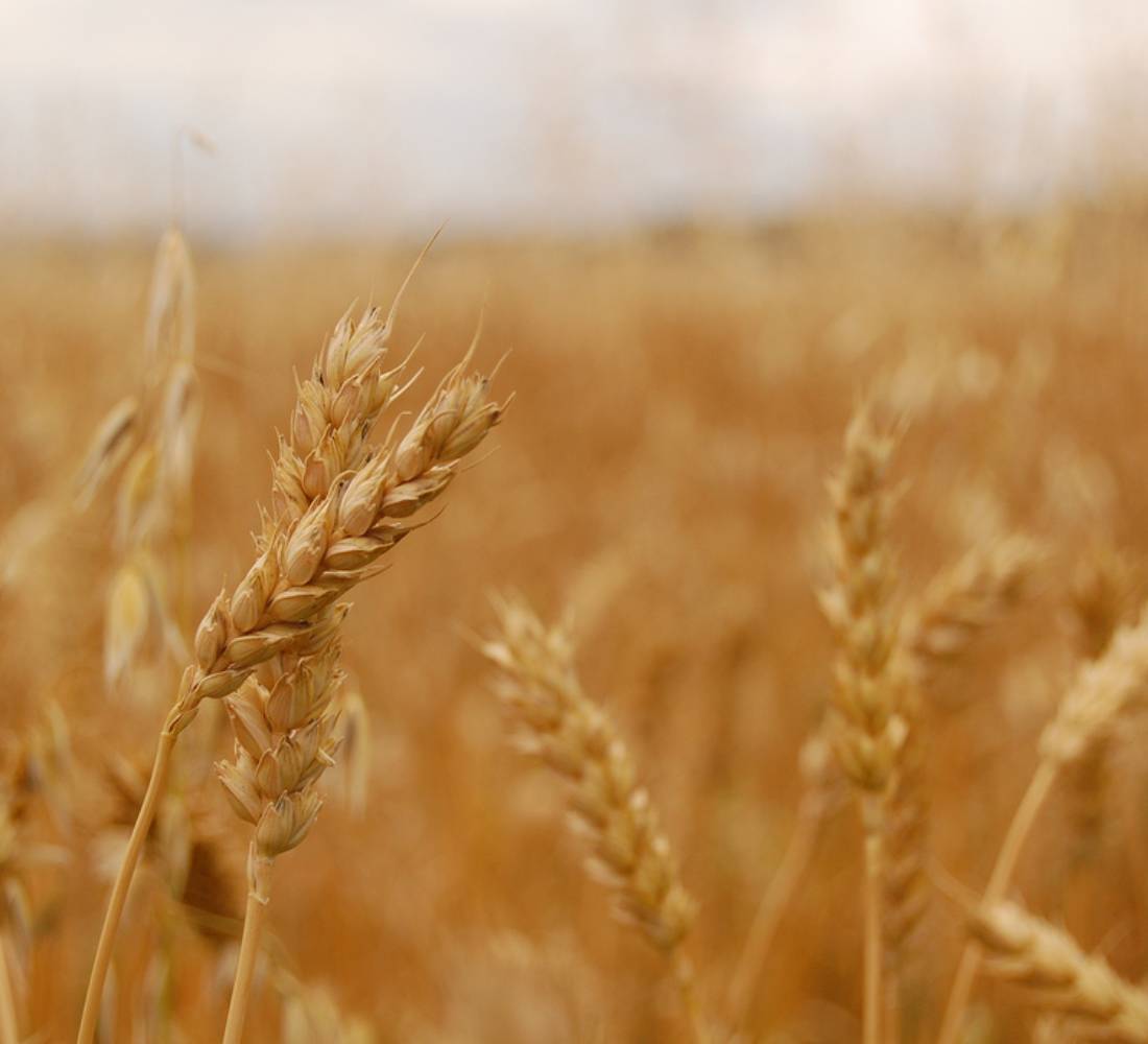 Céréales
