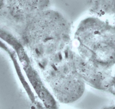 Article cyto 2