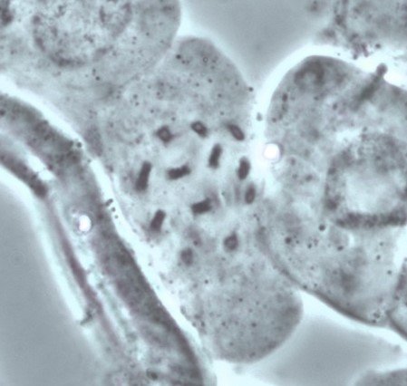 Article cyto
