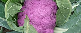 Inscription des variétés de légumes au Catalogue