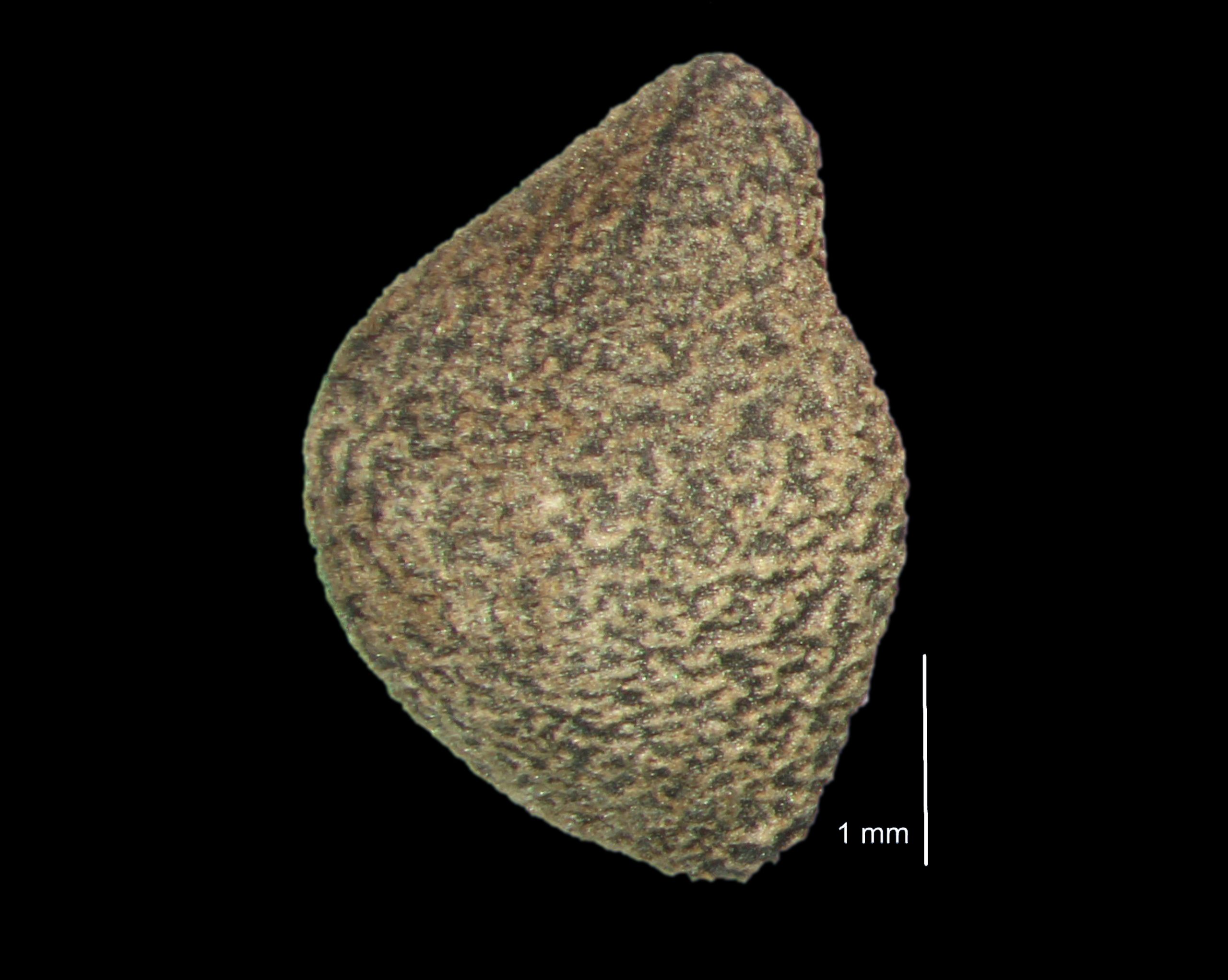 Convolvulus arvensis