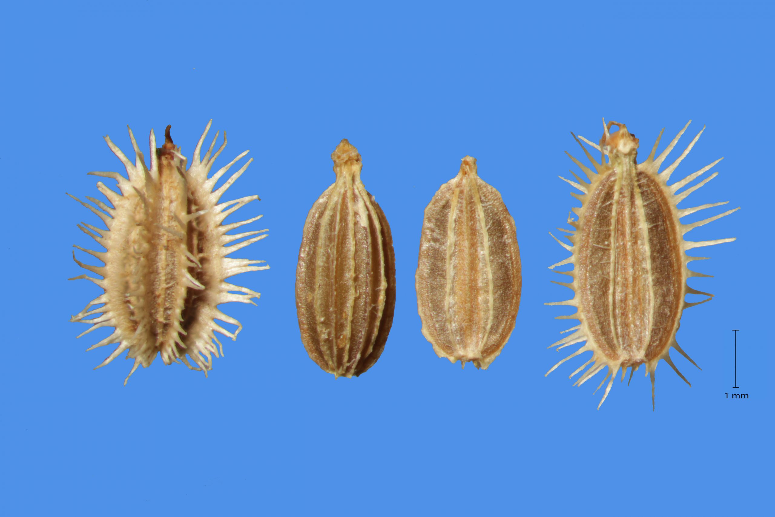I.D.Seed
