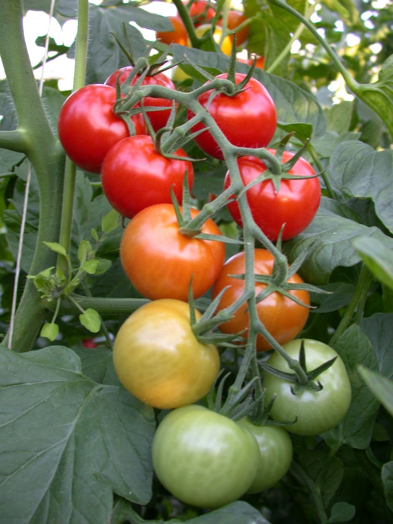 Tomato rootstock