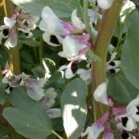 Feveroles