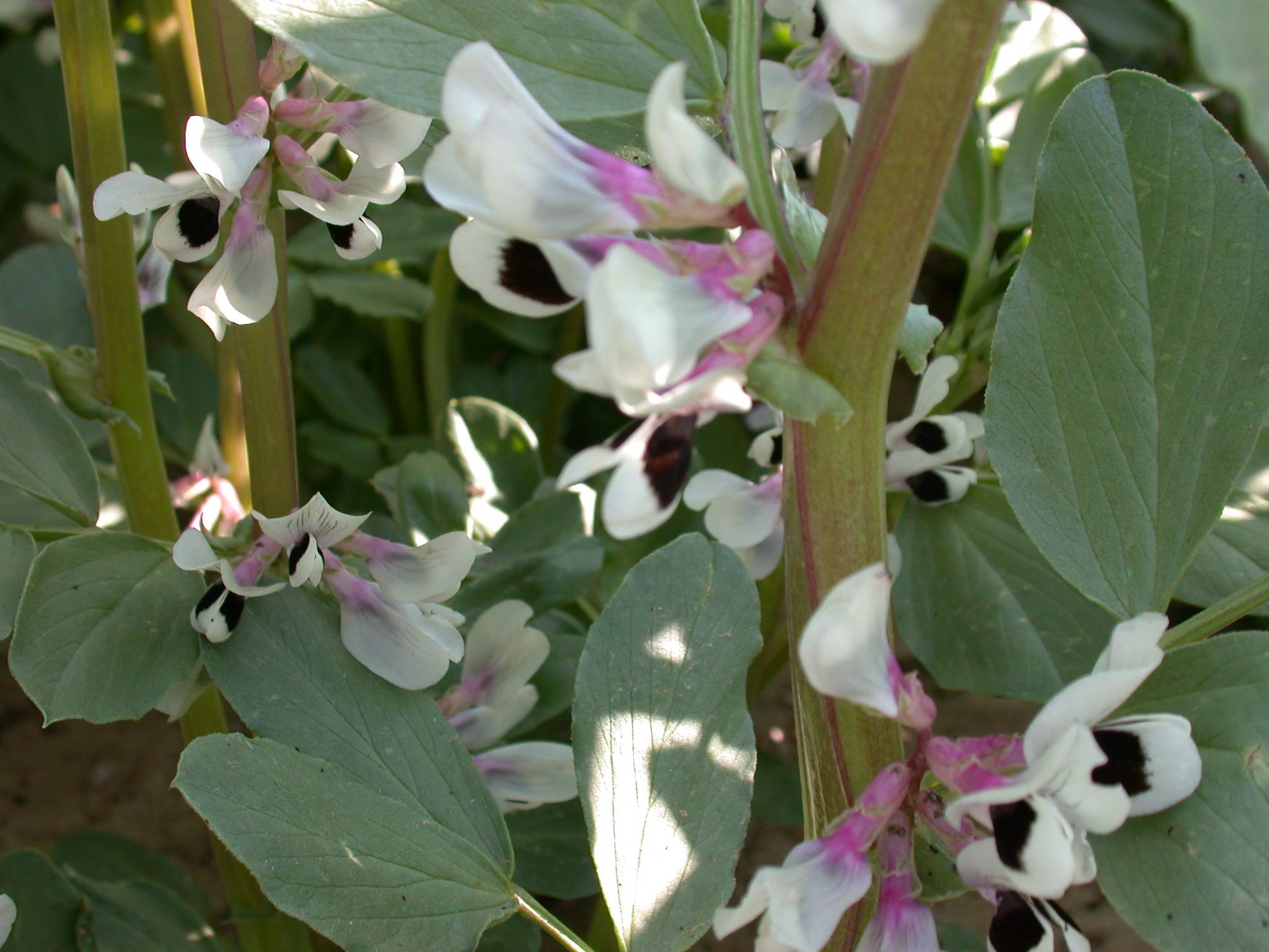 Feveroles