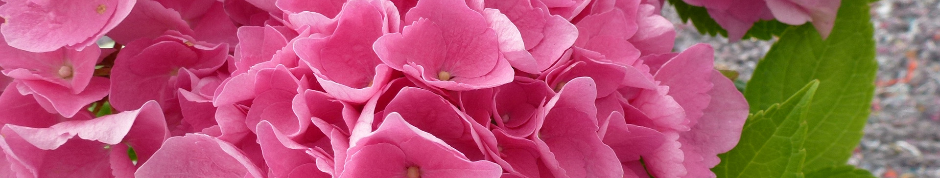 Expertises sur les plantes ornementales et aromatiques