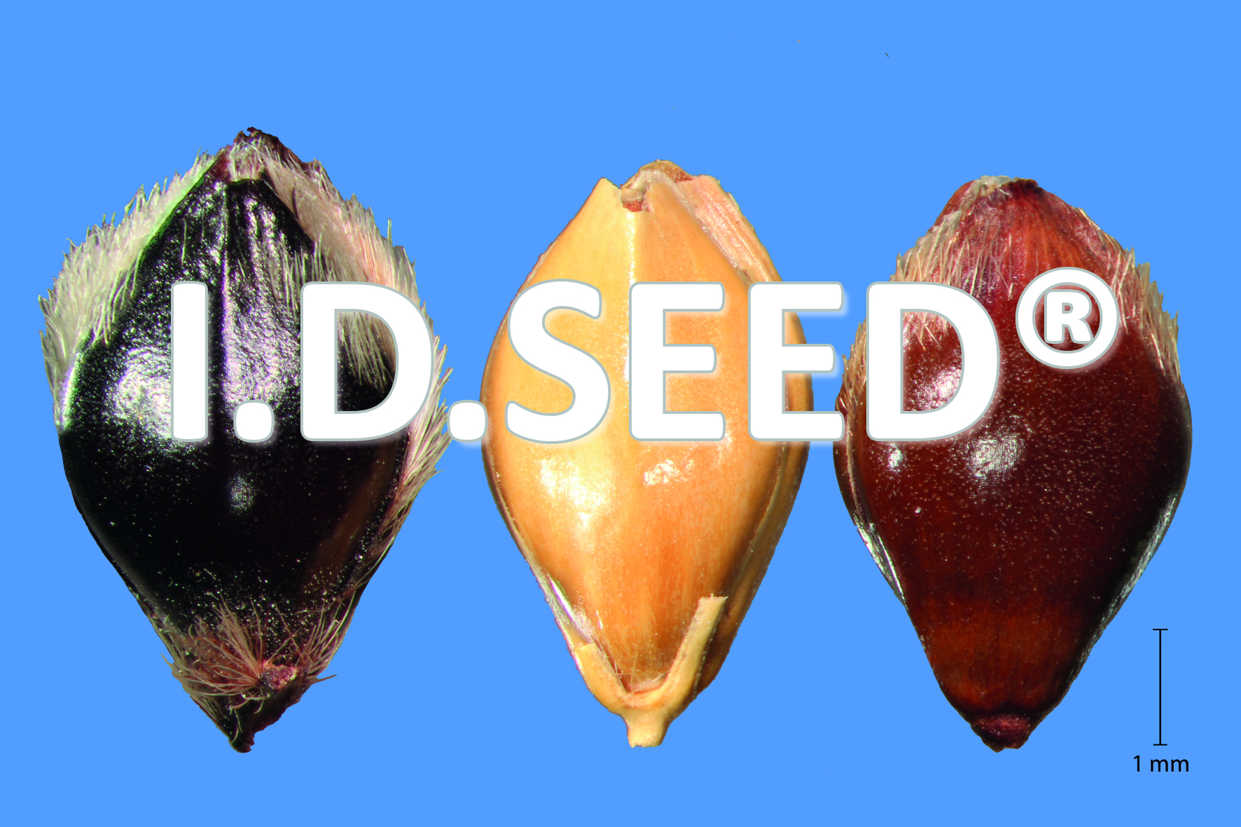 I.D.SEED