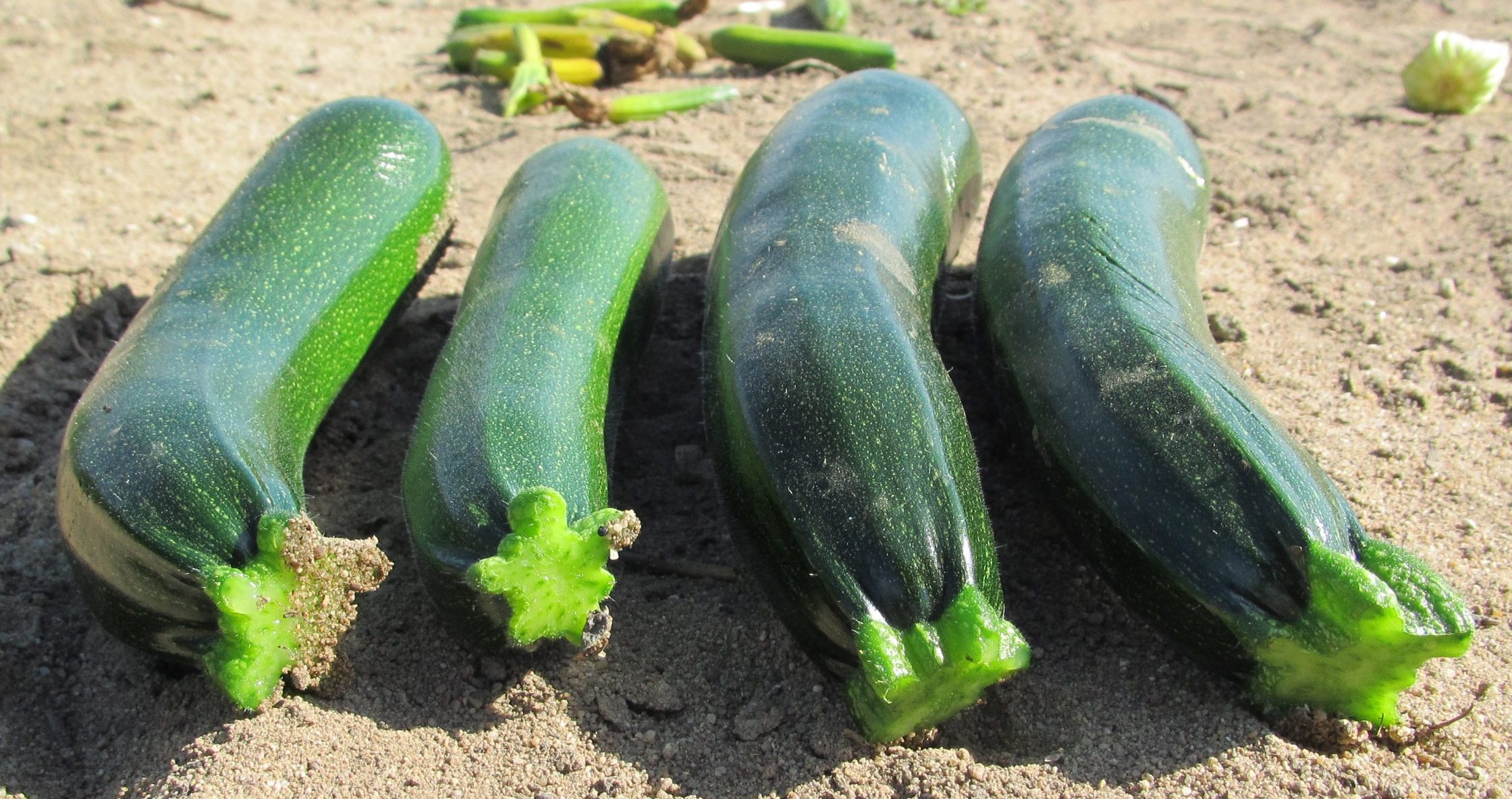 Plant Variety Protection