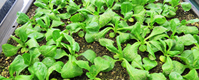 Résistance des légumières aux bioagresseurs