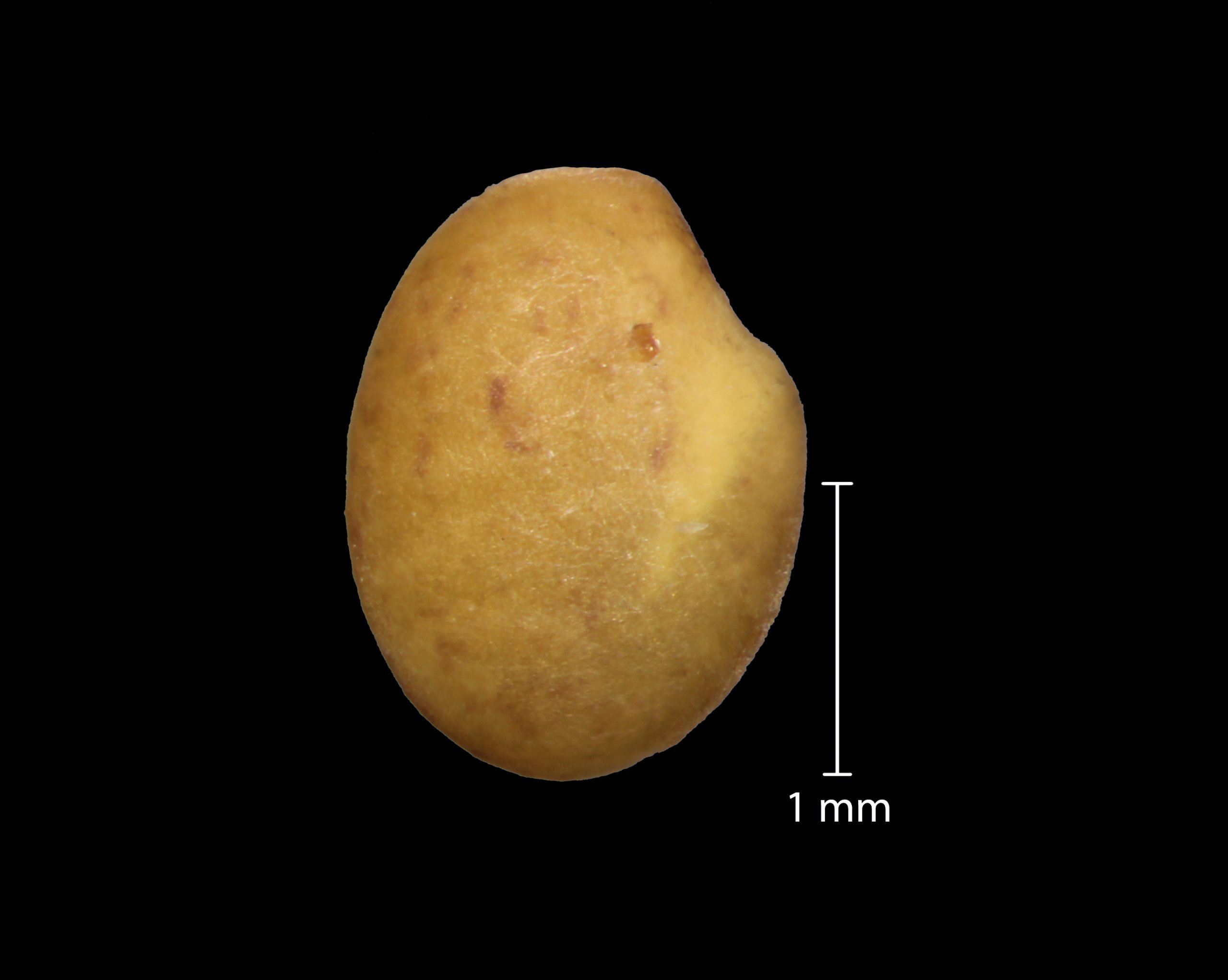 Melilotus officinalis