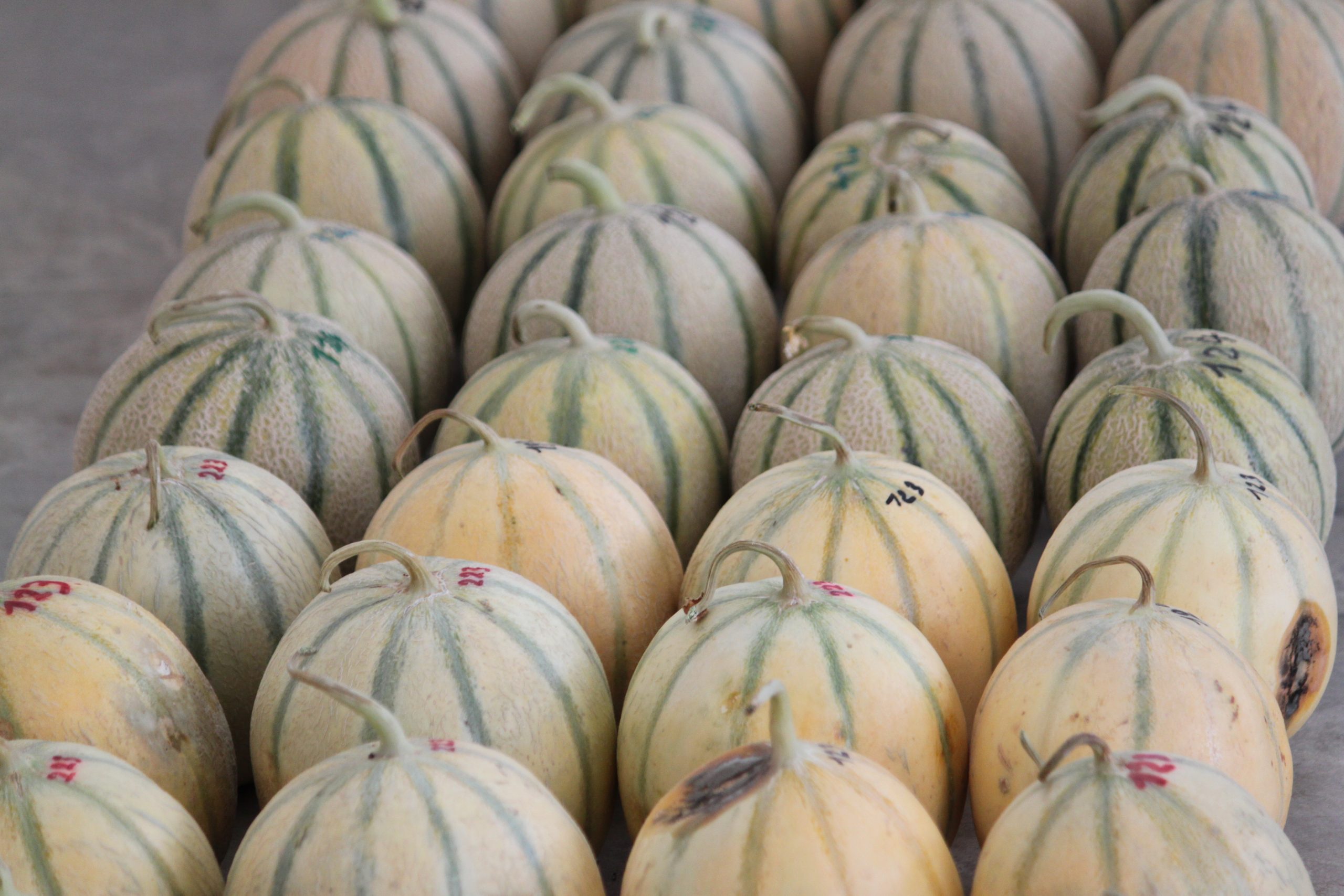 Melon
