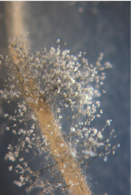 Mycologie