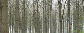 Généralités sur la forêt française
