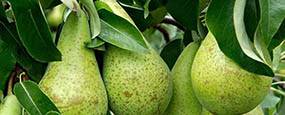 Marketing and Certification of Seeds and Propagating Material of Fruit Species