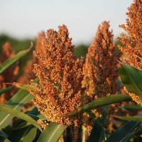 Sorgho grain
