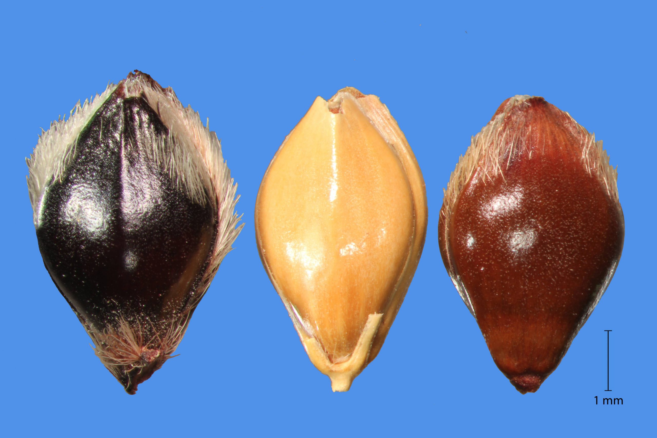 I.D.SEED