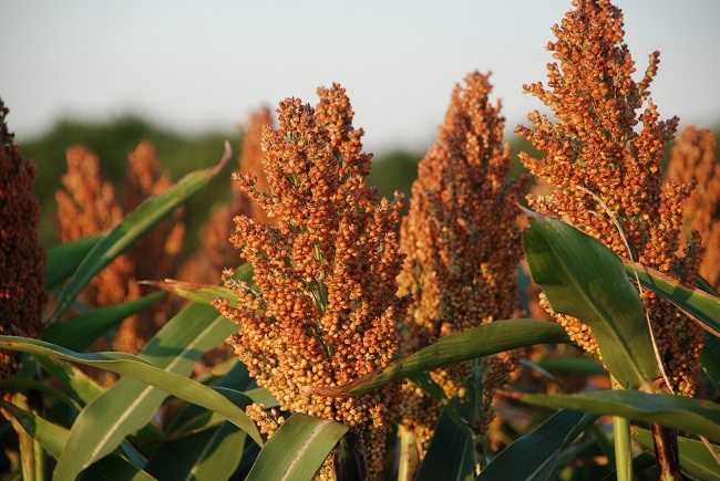 Sorgho grain