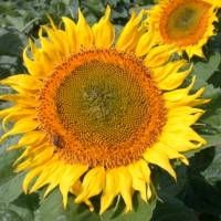 Tournesol