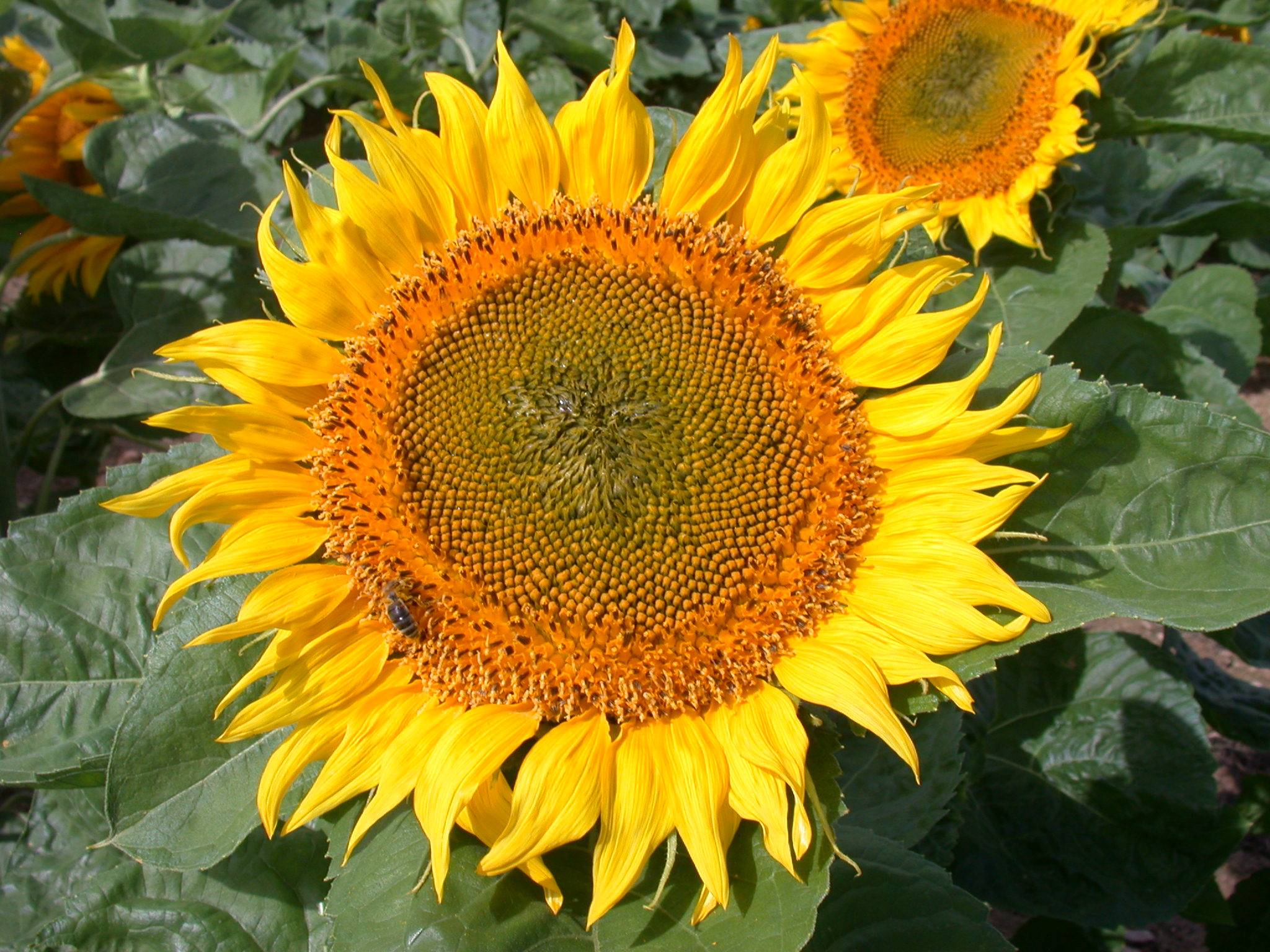 Tournesol