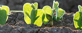 Plant Variety Protection