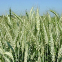 Triticale