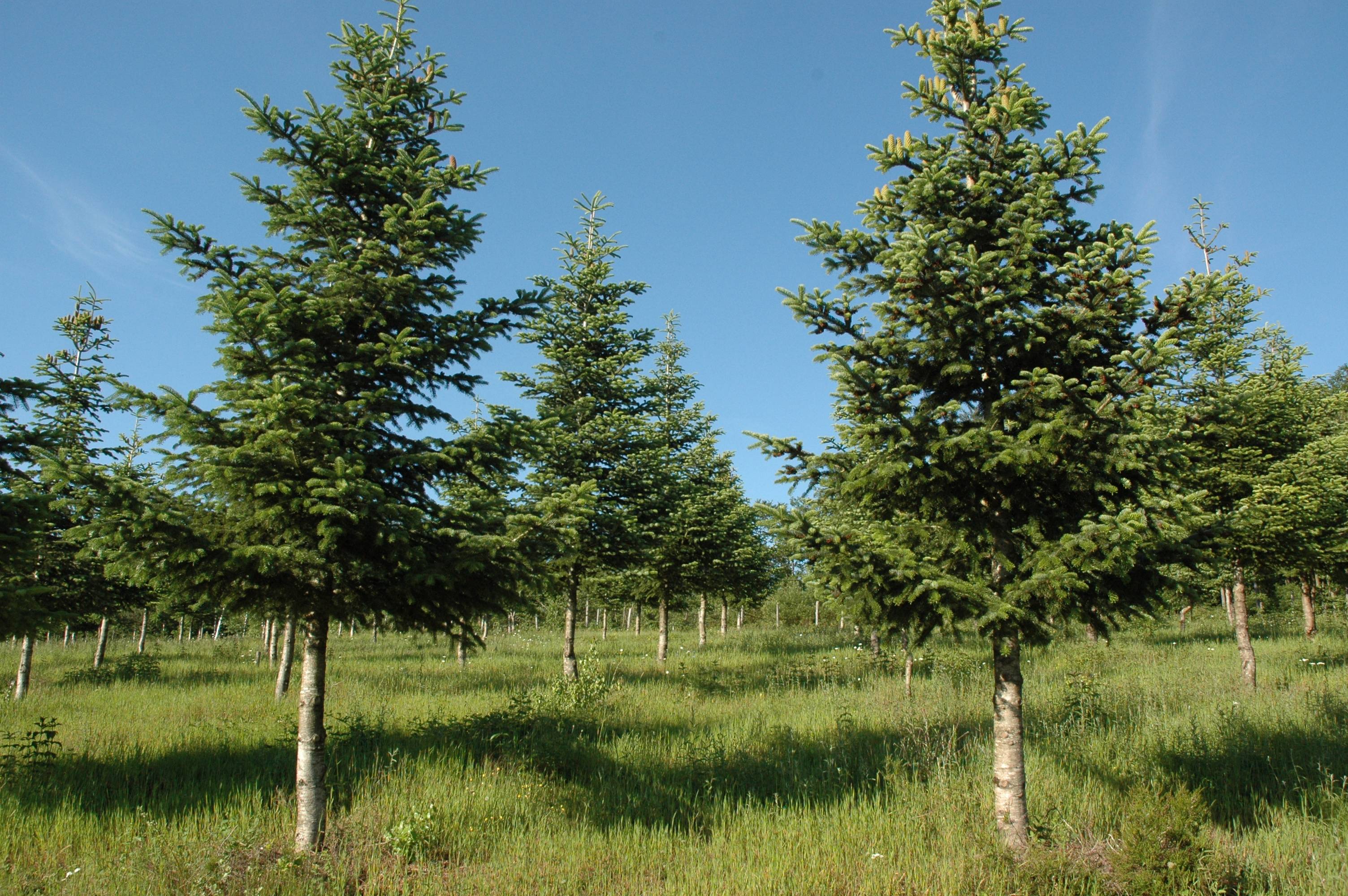 materiel forestier de reproduction