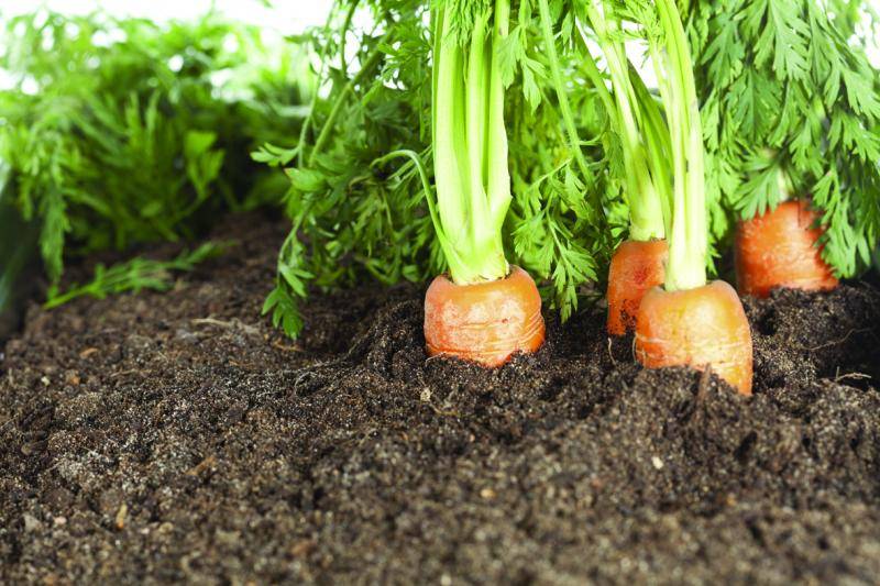 The French Catalogue and Results for the Plant and Seed Sectors