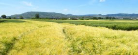 Un Catalogue de variétés pour toutes les situations de production