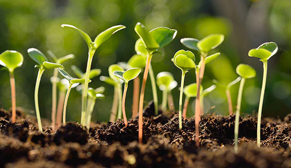 Enjeu de la résistance aux bioagresseurs
