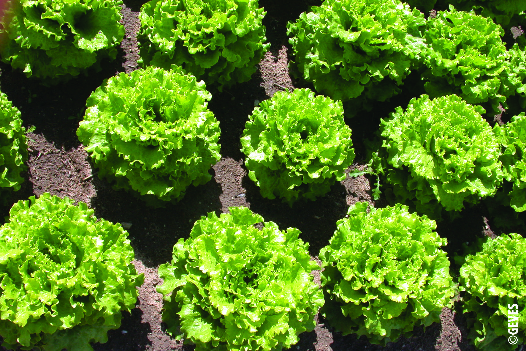 Commercialisation et certification des semences et plants de légumières