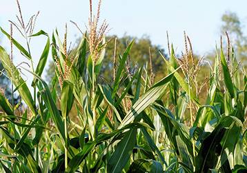 Catalogue et résultats variétés disponibles pour les filières