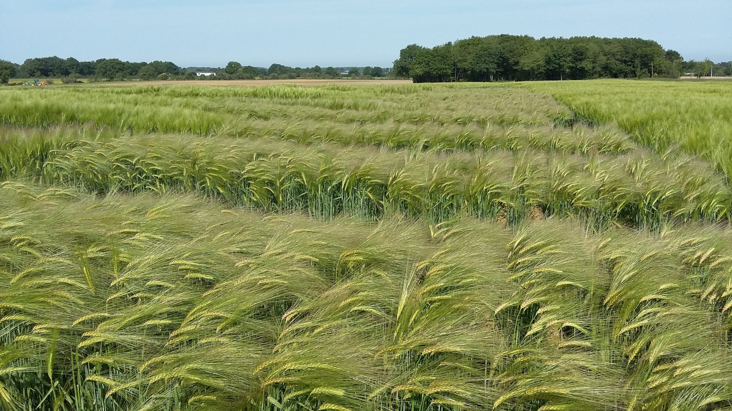 Variétés Biologiques Adaptées à la Production Biologique