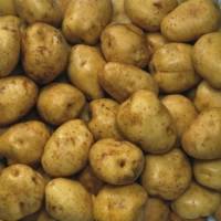 Pommes de terre