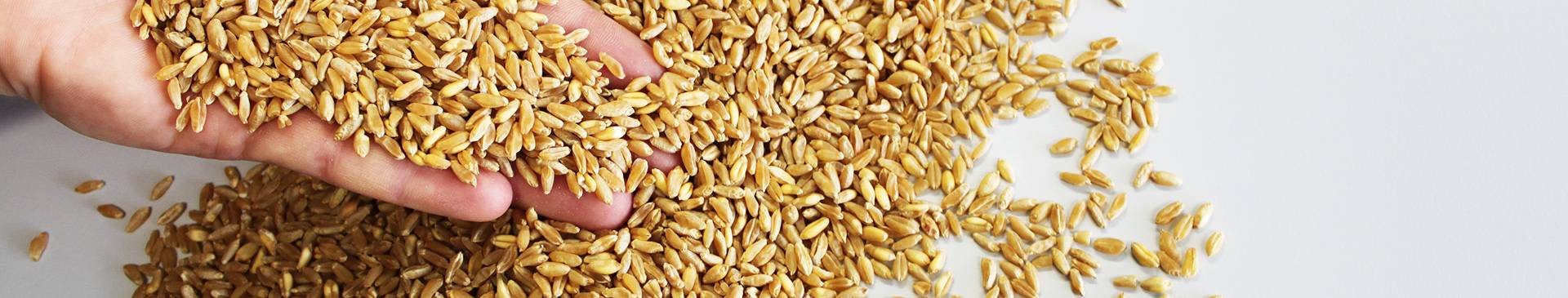 Commercialisation et certification des semences & plants