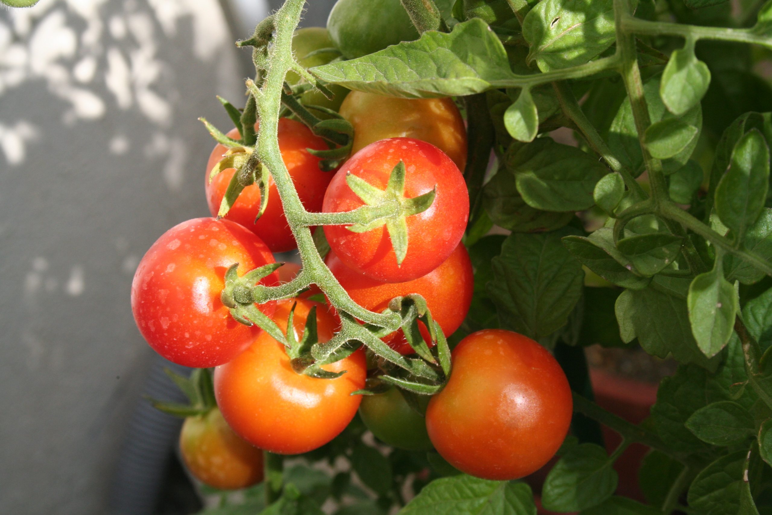 Tomate