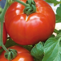 tomate