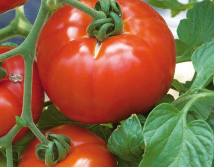 <a href="/wp-content/uploads/POSTERTOMATE.pdf">Tomate</a>