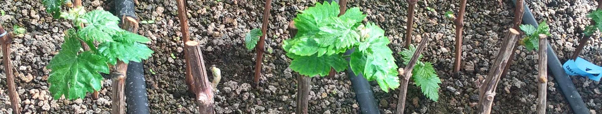 Commercialisation des matériels vigne